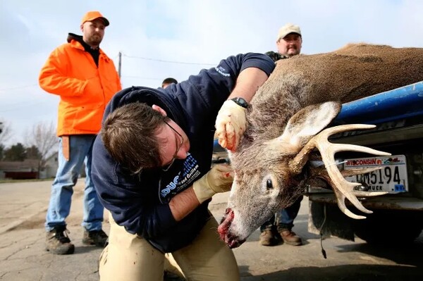 미국 옐로스톤 국립공원의 사슴 수백 마리가 지난 12월 사슴만성소모성질병(CWD)에 감염된 것으로 밝혀졌다. photo 영국일 더선 캡처