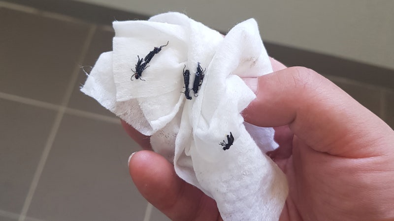 [Pick] 해충<b>박사</b>가 알려주는 '<b>러브 버그</b> <b>퇴치법</b> 5가지'