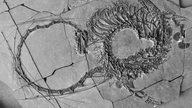 전설의 용? 중국서 2억 4천만 년 전 파충류 화석 발견