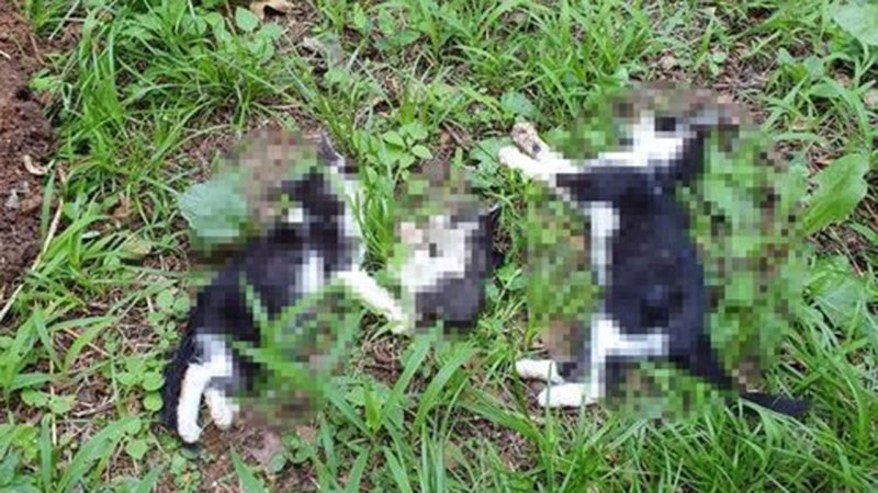 <b>인천</b> 공터서 훼손된 새끼 <b>고양이</b> 사체 발견…CCTV 분석