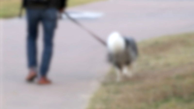 <b>목줄</b> 없는 <b>반려견</b>에 시민 부상…"잘못 없다" 발뺌 견주 벌금형