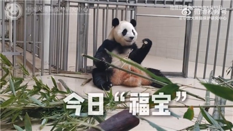 '구토·설사' <b>푸바오</b> 또 <b>건강 이상설</b>…중국 판다센터 "정상"