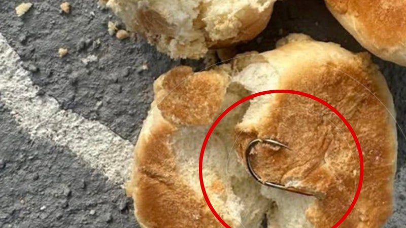 반려견 놀이터에 이게 왜…"고의로 노렸다" 기겁한 이유