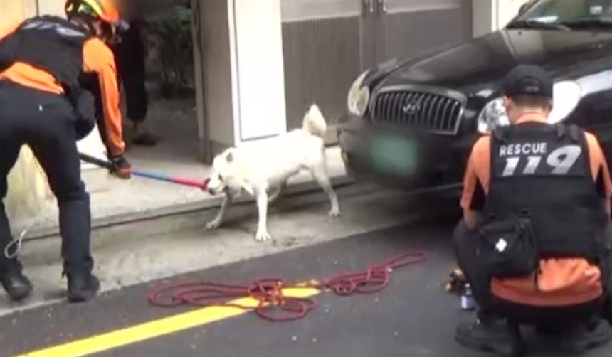 소방대원들이 개를 제압하고 있다. 법조계에서는 불가피한 상황이 아니라면, 개의 습격을 받은 사람이 반격을 감행하기보다는 가능한 ‘신속하게 대피’하거나 물건을 던지는 등 ‘시선 돌리기’로 대처하기를 권장한다. (사진 