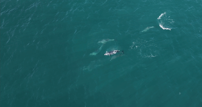 지난 18일, 제주 서귀포시 대정읍 무릉리 해상에서 푸른바다거북과 남방큰돌고래가 스치듯 유영하는 장면이 포착됐다(화면제공=제주대 돌고래 연구팀·다큐제주)