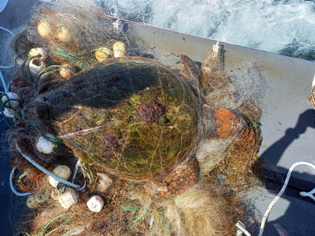 지난 18일 제주 서귀포시 정방폭포 인근 해상에서 발견된 폐그물에 감겨 죽은 붉은바다거북 사체 (화면제공=제주대 돌고래연구팀·다큐제주)