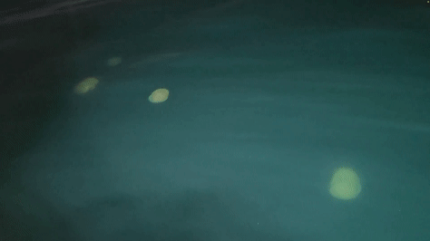 지난달 16일 제주시 도두항 인근 해상에서 발견된 노무라입깃해파리떼. (화면제공:시청자 이도운)