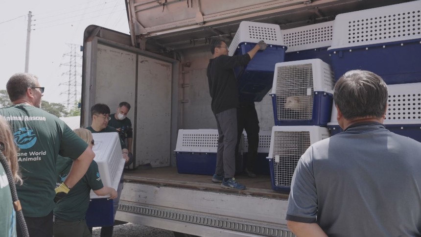 충북 청주시와 동물 보호단체 관계자들이 구조된 개들을 해외로 입양 보내기 위해 옮기고 있는 모습.(화면제공: 청주시)