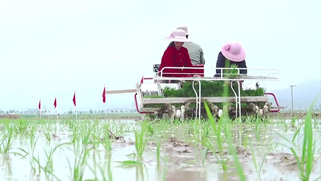 <b>북한</b> “모든 역량·수단 <b>모내기</b>에 집중…농업 승리 개가 올려야”