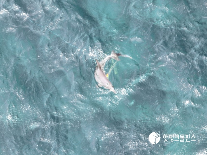 지난달 14일 서귀포시 대정읍 앞바다에서 드론으로 촬영한 남방큰돌고래 종달이 모습.  (핫핑크돌핀스 제공)