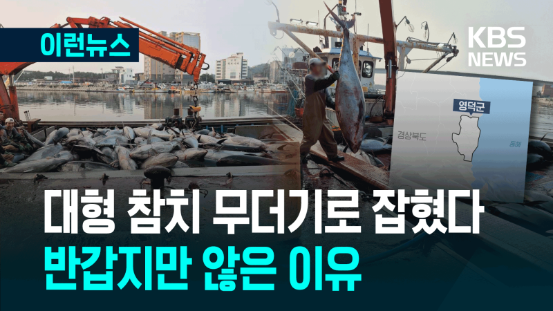 동해바다에 <b>대형 참치</b>들이 왜?…무더기로 잡혔다 [이런뉴스]