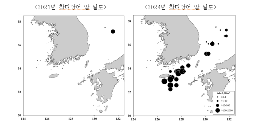 참다랑어 알 밀도 분포도. 2021년 독도 옆에서 발견됐던 참다랑어 알이 2024년엔 동해와 남해 여러 지점에서 채집됐다. &lt;자료: 국립수산과학원&gt;