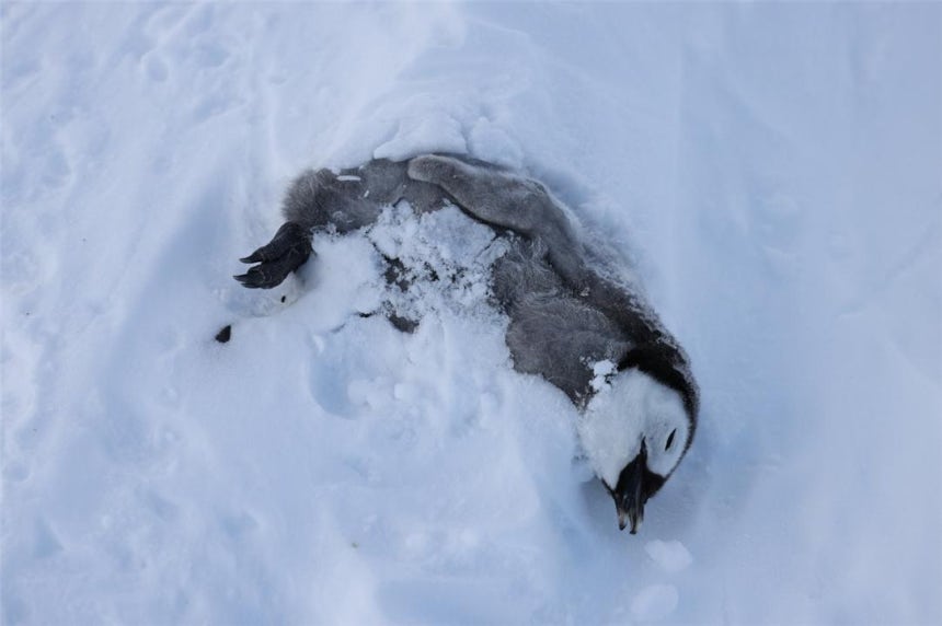 쿨먼섬 번식지에서 굶어 죽은 것으로 추정되는 새끼 펭귄들 (사진=극지연구소)