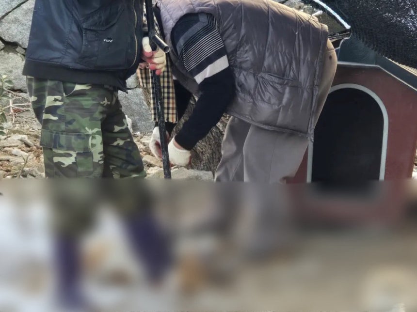 [정보/소식] 입양 보냈더니 "잡아먹었다?”…공공기관서 사라진 강아지 가족 | 인스티즈