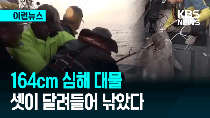 ‘전설의 심해어’ <b>돗돔</b> 잡혀…길이 164·무게 77kg [이런뉴스]