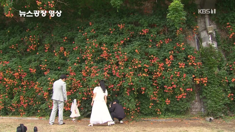 [뉴스광장 영상] 뚝섬에 내린 <b>능소화</b>