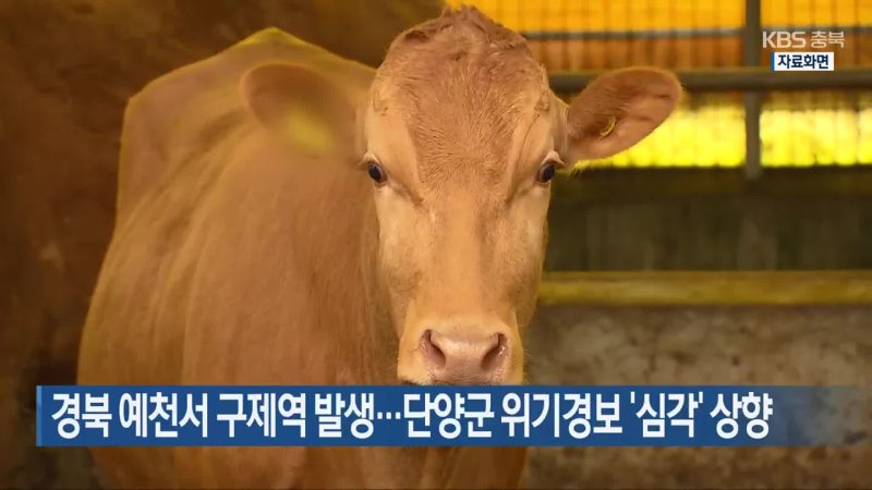 경북 예천서 <b>구제역</b> 발생…단양군 위기경보 ‘심각’ 상향