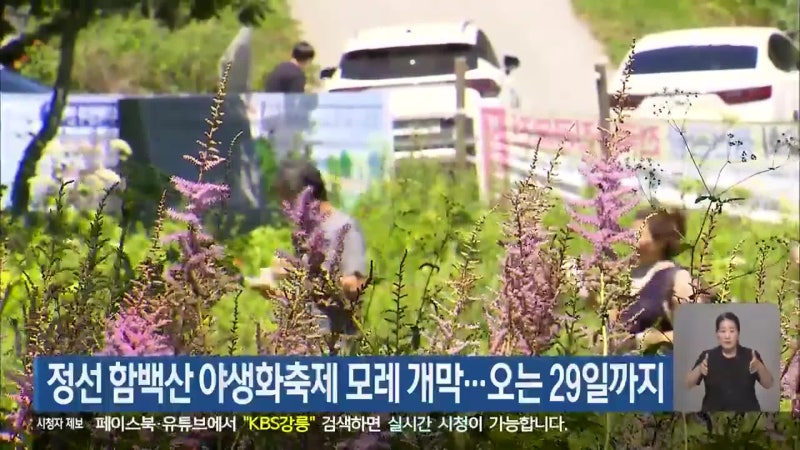정선 <b>함백산 야생화축제</b> 모레 개막…오는 29일까지