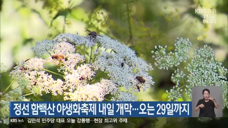 정선 <b>함백산 야생화축제</b> 내일 개막…오는 29일까지