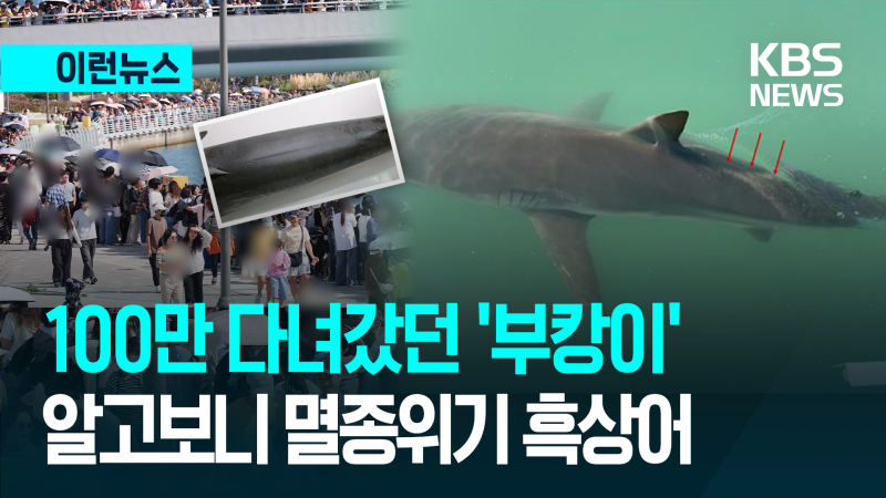 드디어 드러난 ‘부캉이’ 정체…“암컷 <b>흑상어</b>” [이런뉴스]