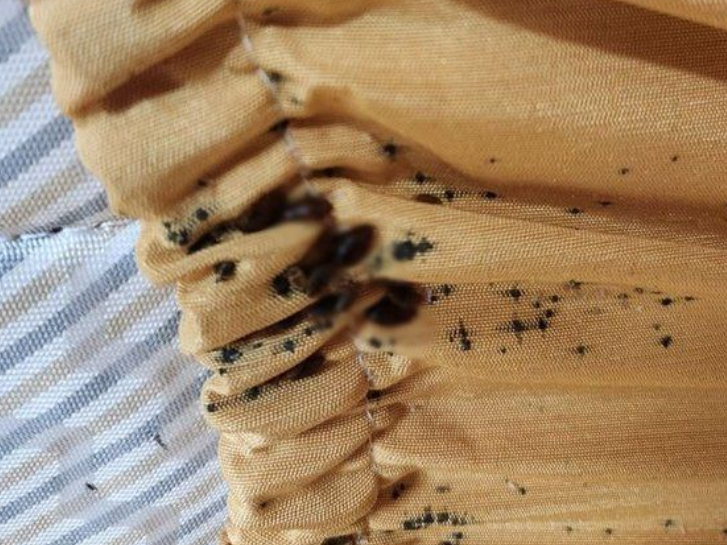 '유럽 <b>여행</b>의 공포' 빈대, 이젠 서울도 안전하지 않다…무슨 일?