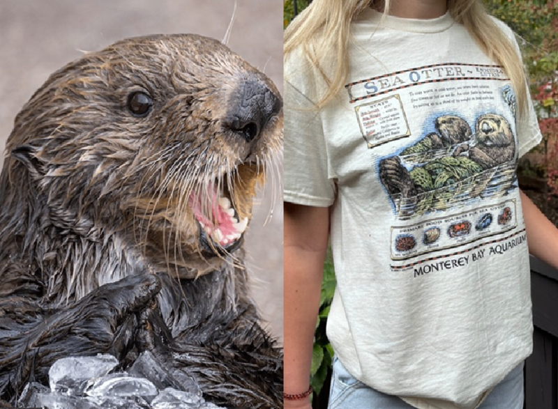 (왼쪽부터) 미국 캘리포니아주 몬터레이 베이 수족관에 있는 해달, 몬터레이 베이 아쿠아리움의 해달 티셔츠 / 사진=AP 연합뉴스, 몬터레이 베이 수족관 홈페이지 캡처