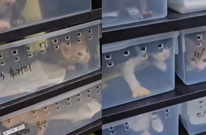파충류 사육장에 갇힌 새끼고양이? 동물보호소 영상 파장