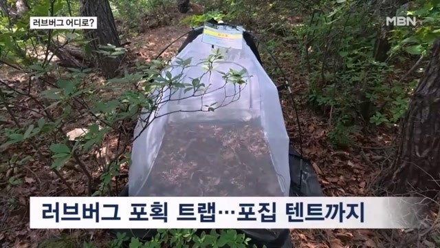 "그 많던 러브버그 어디로?"…1년 만에 다시 찾은 계양산