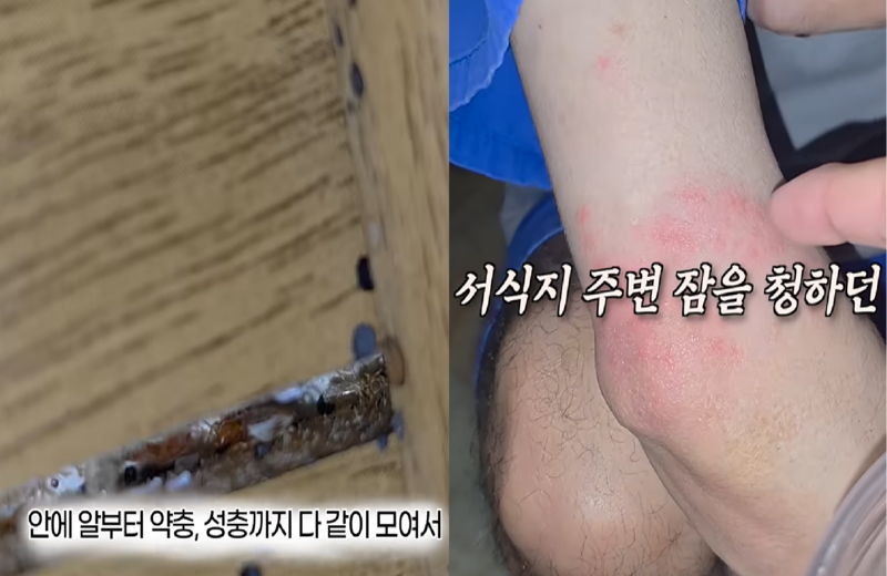 부산시의 한 찜질방에서 발견된 빈대 집단 서식지,빈대에 물린 이용객 / 사진 = 유튜버 '다흑' 영상 캡처