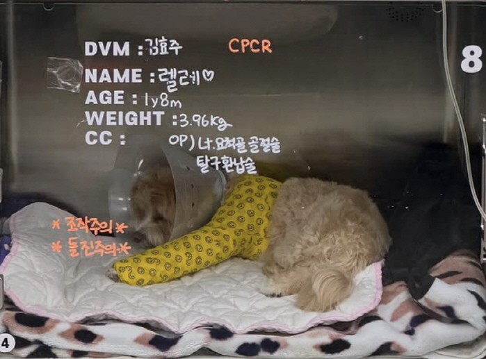 '10살 연하' <b>한예슬</b>, <b>낙상</b>사고 CCTV 확인 "수술 입원중"