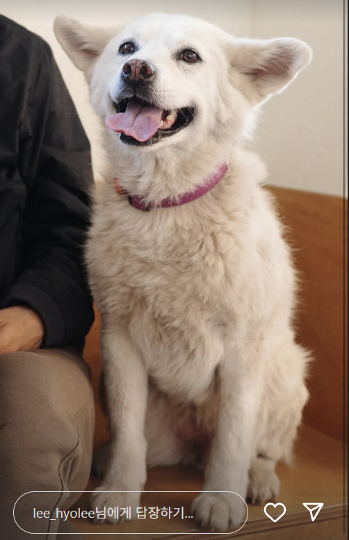 <b>이효리</b> '구름이 된 <b>석삼이</b>' 공개…말기 암 반려견과 먹먹한 <b>이별</b>