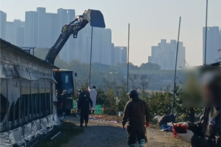 <b>충북</b> 음성 오리농장 <b>고병원성</b> AI 확진…13만 마리 살처분