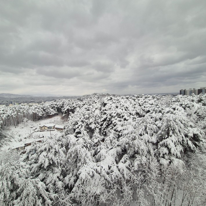 第三天早上,雪堆在甘納。讀者