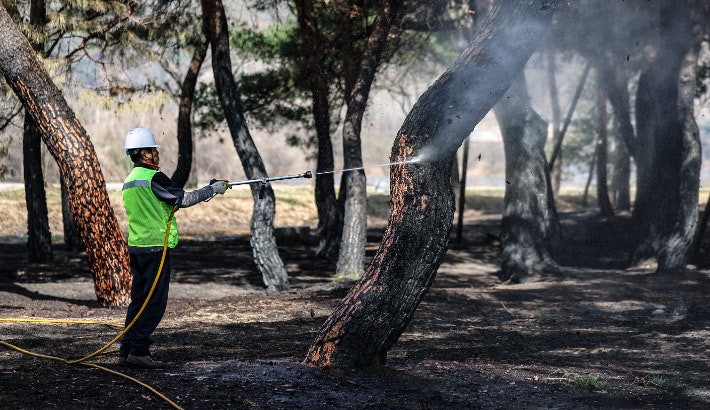 "그렇게 심지 말라고 했는데도"…산불에 천덕꾸러기 된 소나무