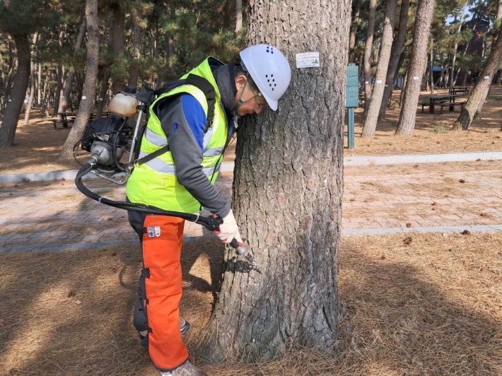 소나무재선충병 방제. 태안군 제공