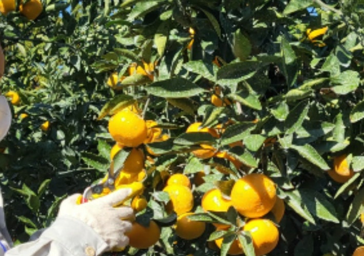 감귤 수확 현장. 제주도 제공