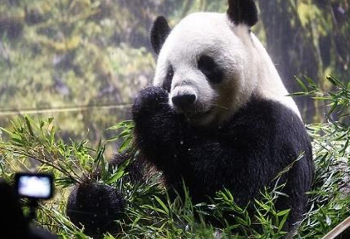 우에노동물원 판다 '리리'.연합뉴스
