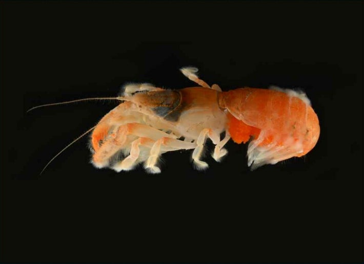 서귀포 앞바다에서 올해 8월 세계 첫 신종 쏙류 1종이 발견됐다.국립생활자원관 제공 