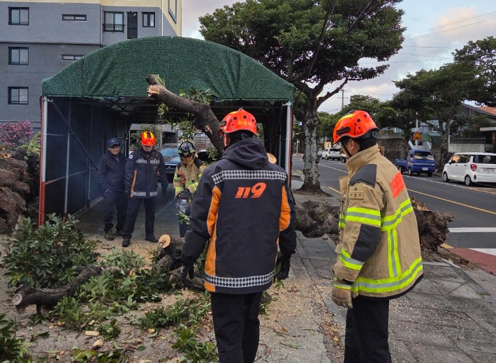 26일 오전 7시쯤 서귀포시 하효동 인도로 나무가 쓰러져 소방당국이 안전조치를 하고 있다.제주소방안전본부 제공