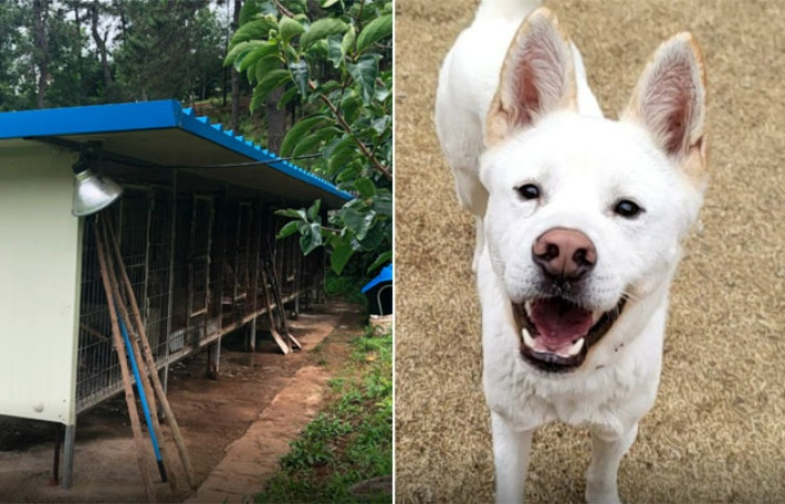 보신탕집 옆 뜬장에 갇혀 있던 돌산이.카라 제공