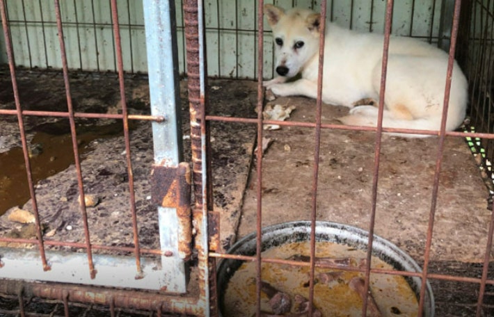 정체를 알 수 없는 음식쓰레기를 먹으며 뜬장에서 지내던 개들.카라 제공