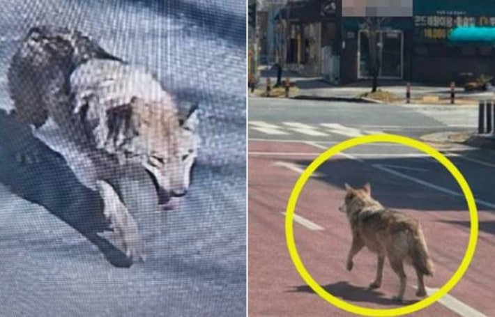 대전소방본부 제공