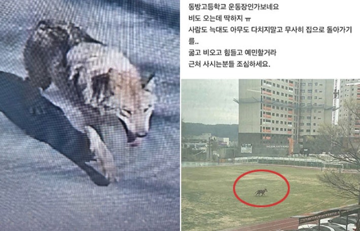 대전 오월드 사파리를 탈출한 늑대가 학교 운동장을 배회하고 있다며, 사실이 확인되지 않은 게시글이 인터넷에서 떠돌고 있다. 대전소방본부·독자 제공