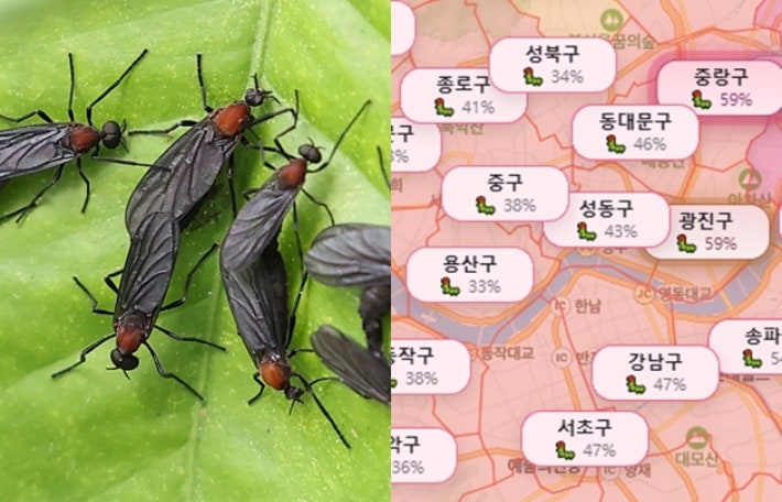 봄·러브버그·가을·겨울…연례행사 된 벌레떼에 추적 지도까지[뉴스럽다]