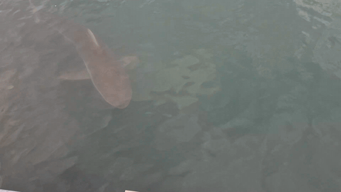 랜턴 불빛 탓? 벽에 '퍽'…상어 '<b>부캉이</b>' <b>주둥이 찰과상</b>[영상]
