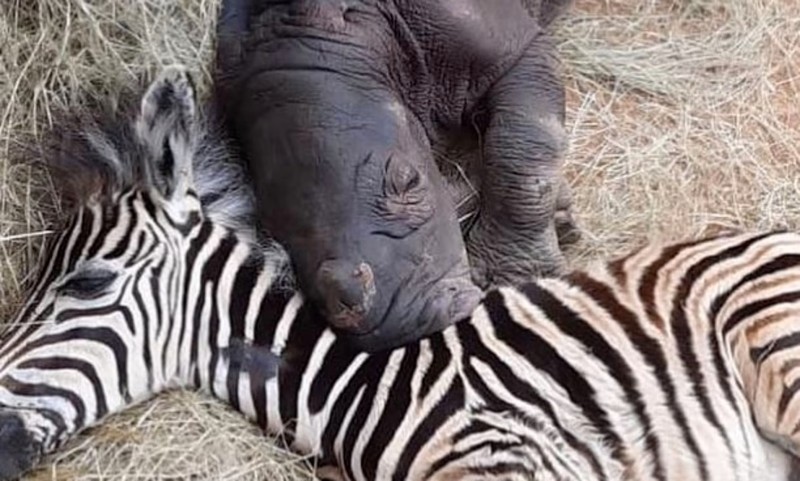 [애니멀 픽!] 가족 잃었으나 절친 만나…얼룩말과 코뿔소의 ‘특별한 우정’