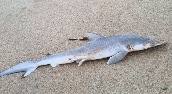  (Brazilian sharpnose shark) 