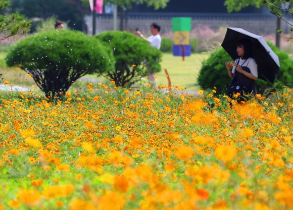 Autumn blooms in the distance... Another week of heat - Citizens visiting the Songhyeon Green Space in Jongno-gu, Seoul, in the morning on the 8th are taking pictures of autumn flowers, including cosmos, in full bloom. Although the day marking the start of dew, known as 'Baekro,' has passed, it is expected that the national daytime high temperature will reach up to 34 degrees Celsius until the Chuseok holiday. It is forecasted that the heatwave will continue until after the start of the Chuseok holiday on the 14th. Newsis