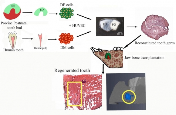그래픽 초록.출처 Stem Cells Translational Medicine (2024).DOI: 10.1093/stcltm/szae076