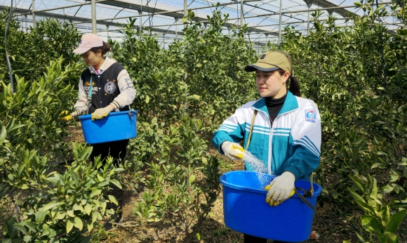 제주 서귀포시 감귤 과수원에서 비료 살포 작업을 하는 베트남 공공형 계절근로자.2024.3.14 연합뉴스